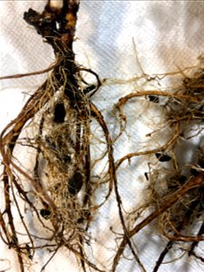 Nodules on dandelion root system