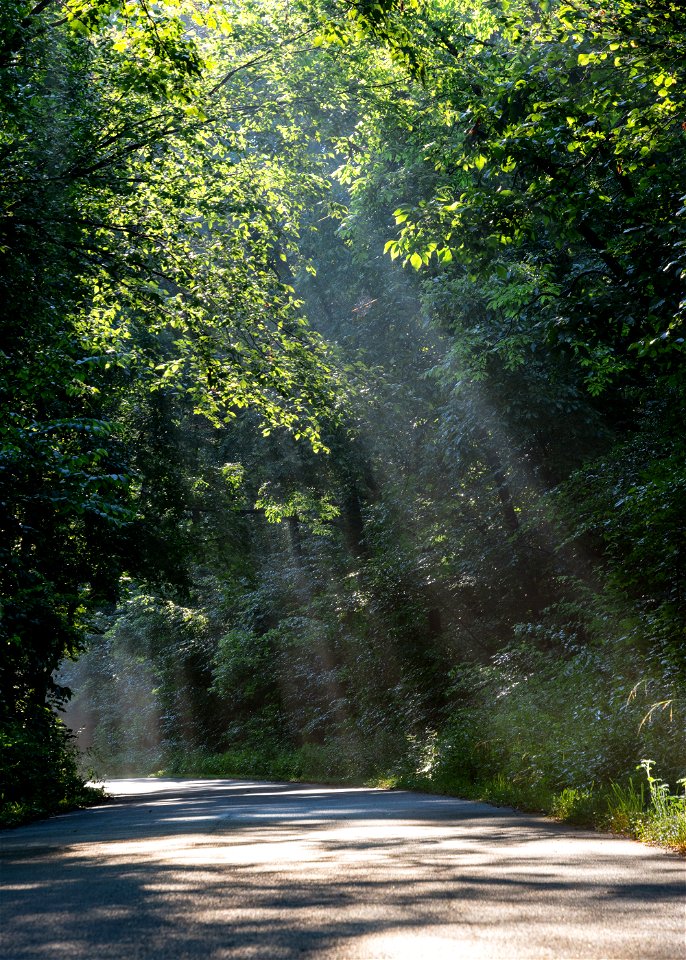 Morning in the Wayne National Forest
