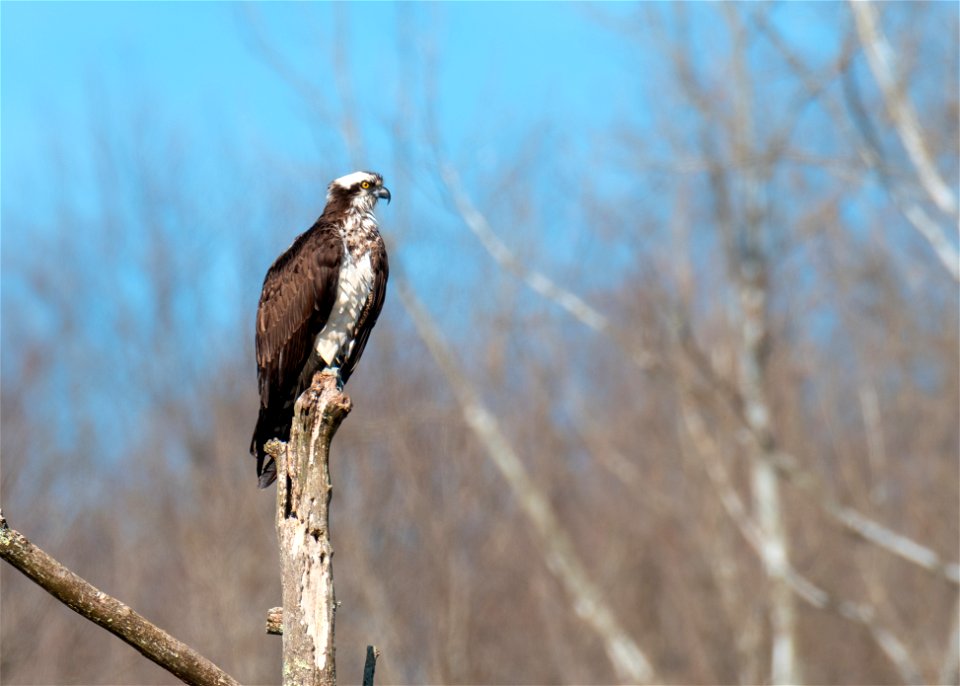 Osprey