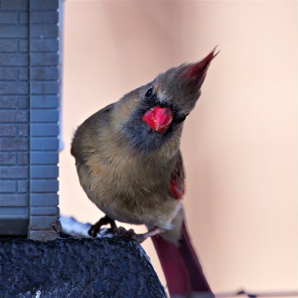 Beautiful female cardinal