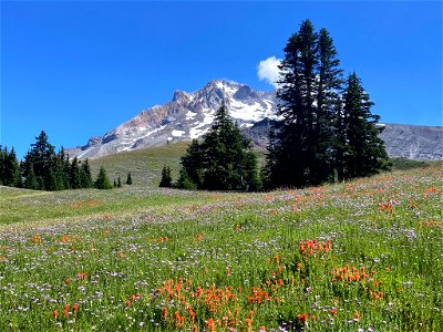 Paradise Park at Mt. Hood in OR photo