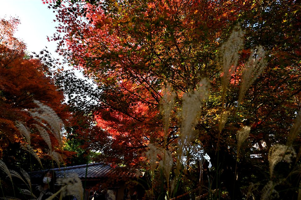 京都宇治平等院鳳凰堂 / Byodoin Hoohdo temple in Kyoto