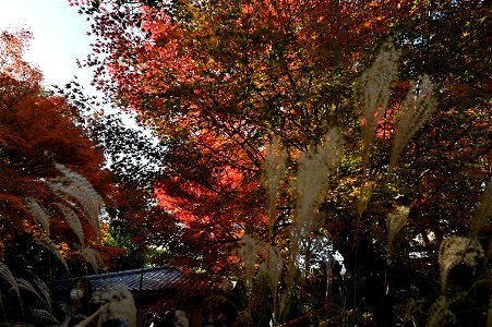 京都宇治平等院鳳凰堂 / Byodoin Hoohdo temple in Kyoto photo
