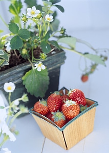 Ripe sweet strawberries in wicker basket photo