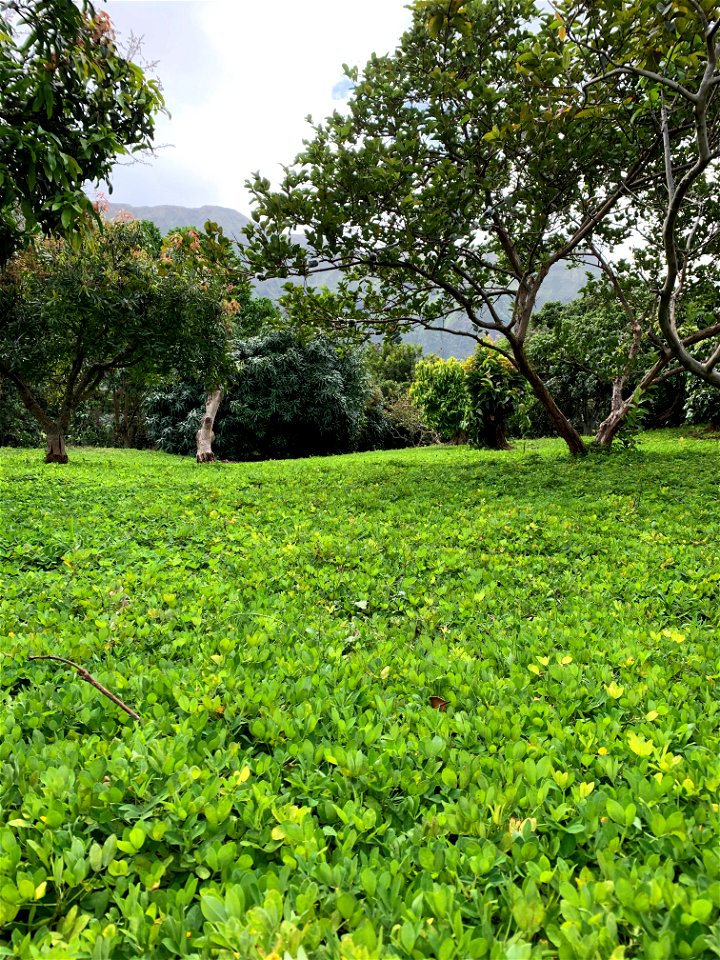 Perennial Peanut Cover Crop at Frankie's Nursery