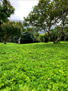 Perennial Peanut Cover Crop at Frankie's Nursery