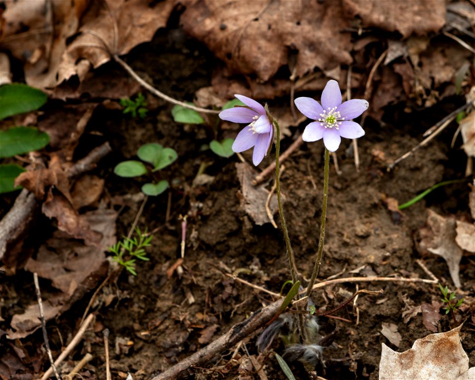 Hepatica (Hepatica nobilis)