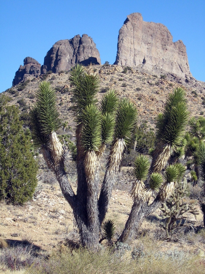 Joshua tree and Castle Peaks