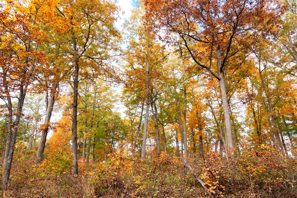 Open Oak-Dominated Forest