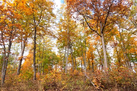 Open Oak-Dominated Forest photo