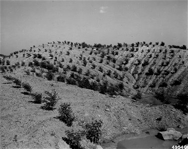 Tree Planting on Old Strip Mine Lands photo