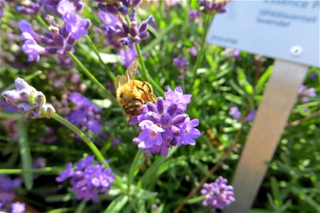 Bee 3 photo