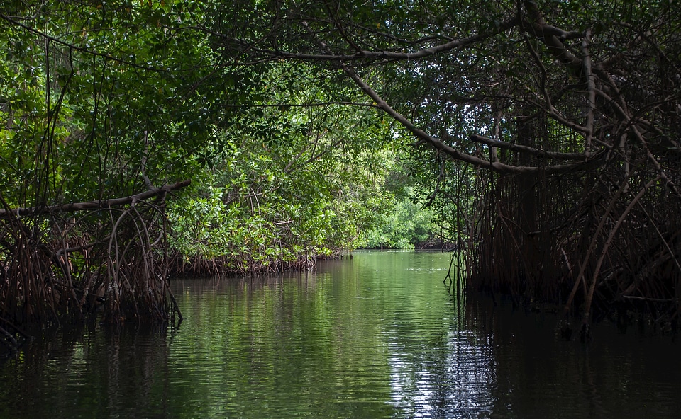 The river courses through a tunnel of green trees