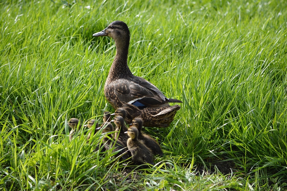 duck with ducklings.walk
