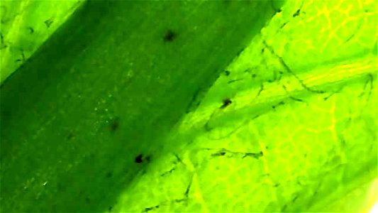 Dandelion leaf under backlit magnification