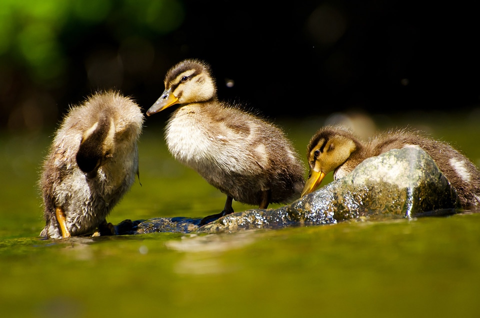Close-up of a Mallard or Wild Duck