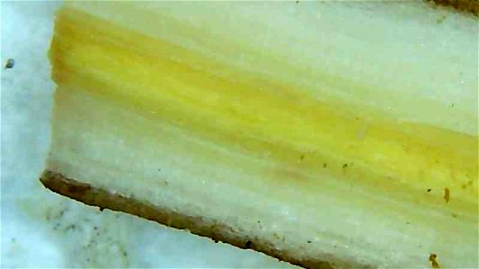 Dandelion root and stem cross sections under magnification