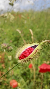 Plant meadow flower