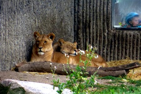 Lazy lions photo