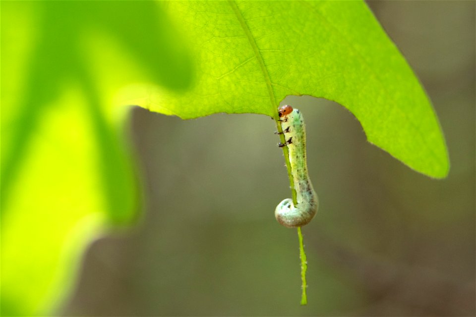 Caterpillar Feeding on Oak Leaf