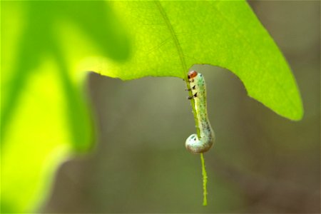 Caterpillar Feeding on Oak Leaf photo