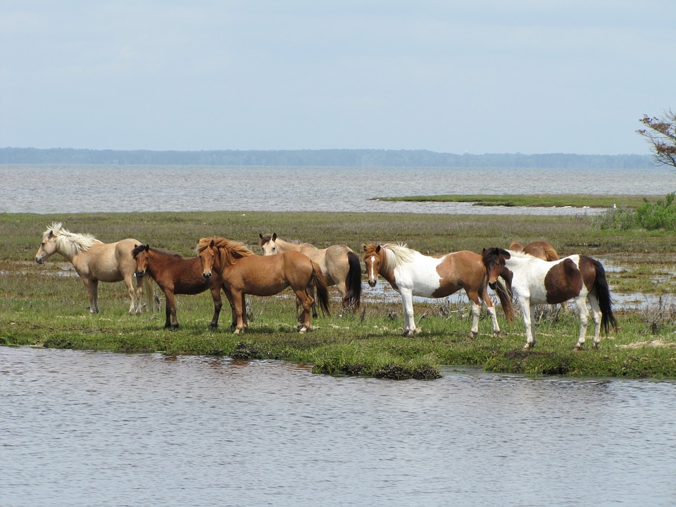 horses on watering place