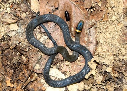 Ring-Necked Snake photo