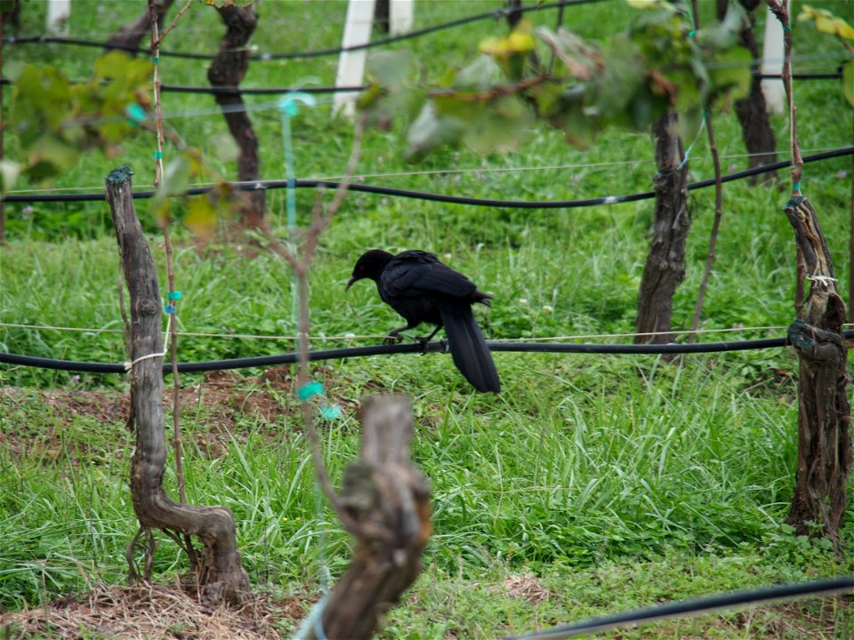 Robert Stein Winery VI