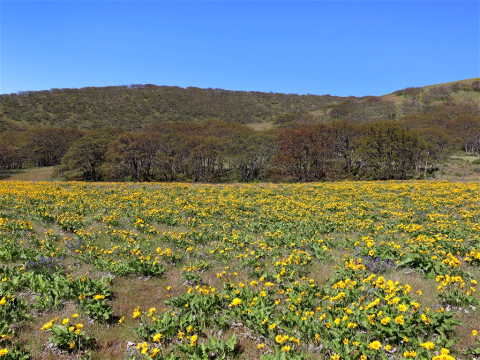 Dalles Mountain Ranch in WA