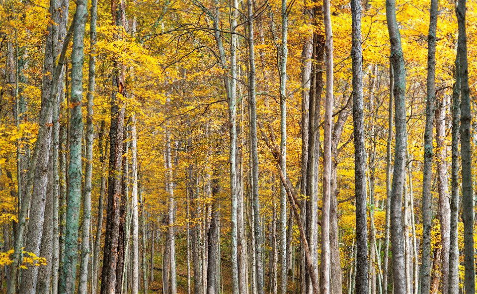 Maple Leaves in the Fall photo