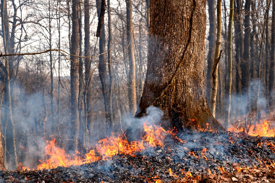 Prescribed Fire Burning Past Oak Tree