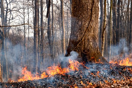 Prescribed Fire Burning Past Oak Tree