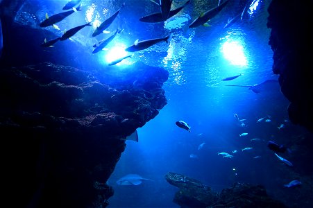 京都水族館 / Kyoto Aquarium