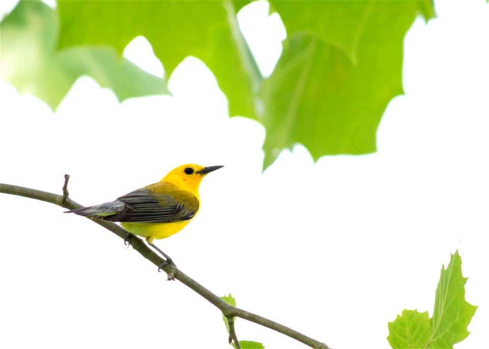 Prothonotary Warbler
