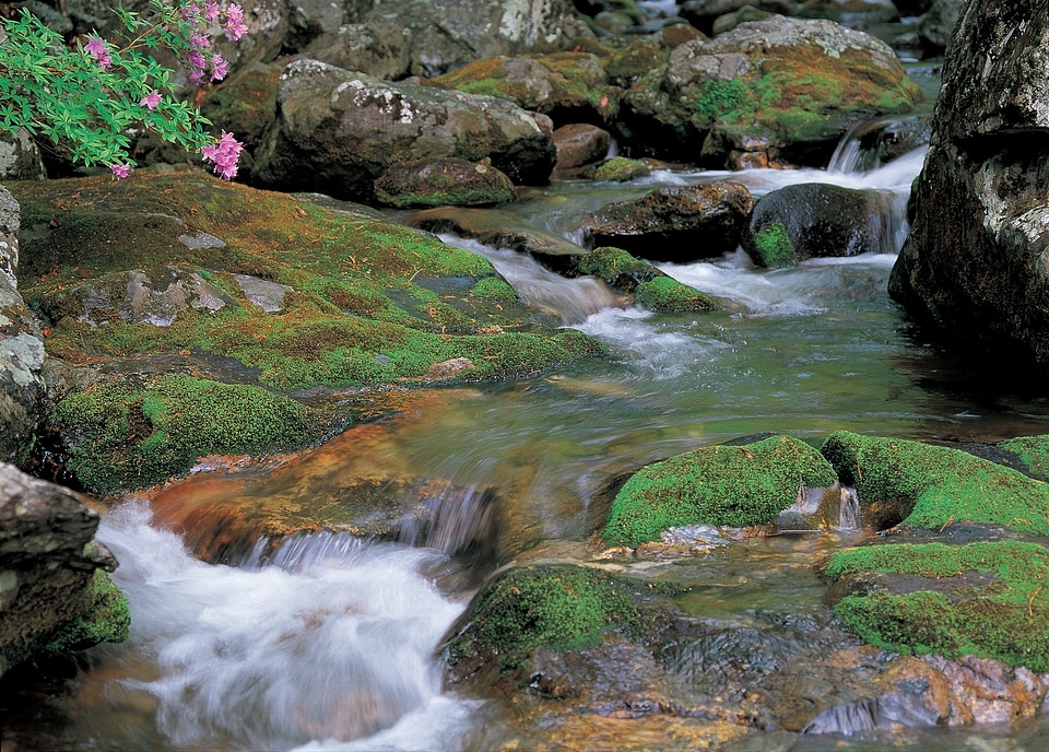 fall forest stream