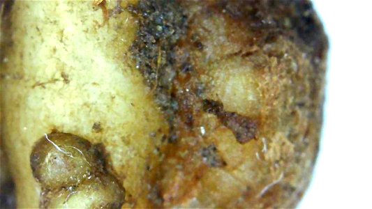 Nitrogen nodule on Lupine root