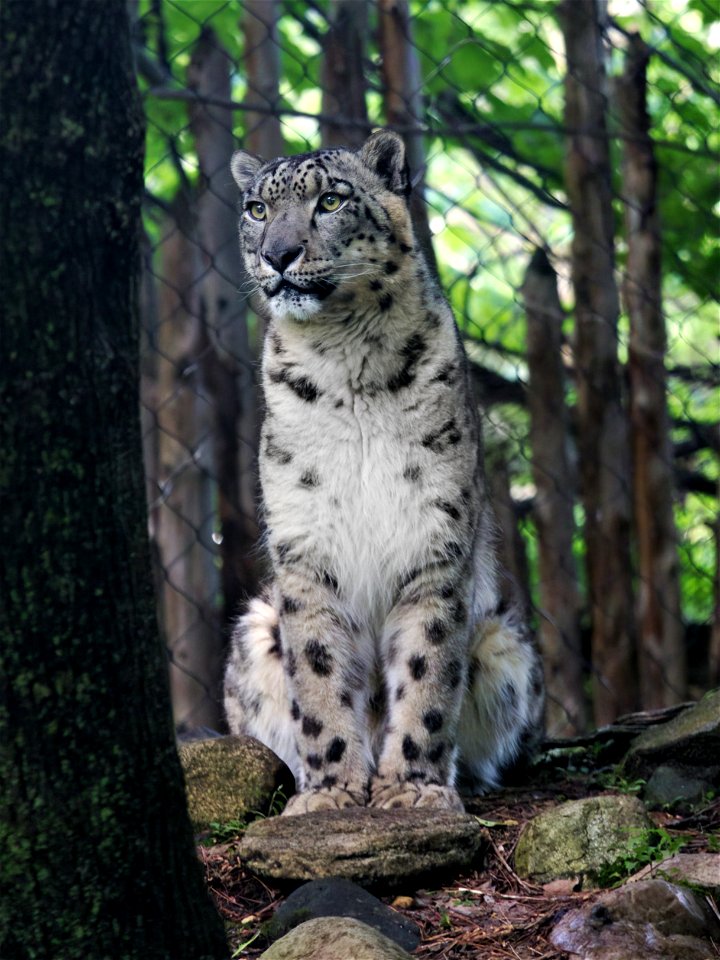 The Cats of Binder Park
