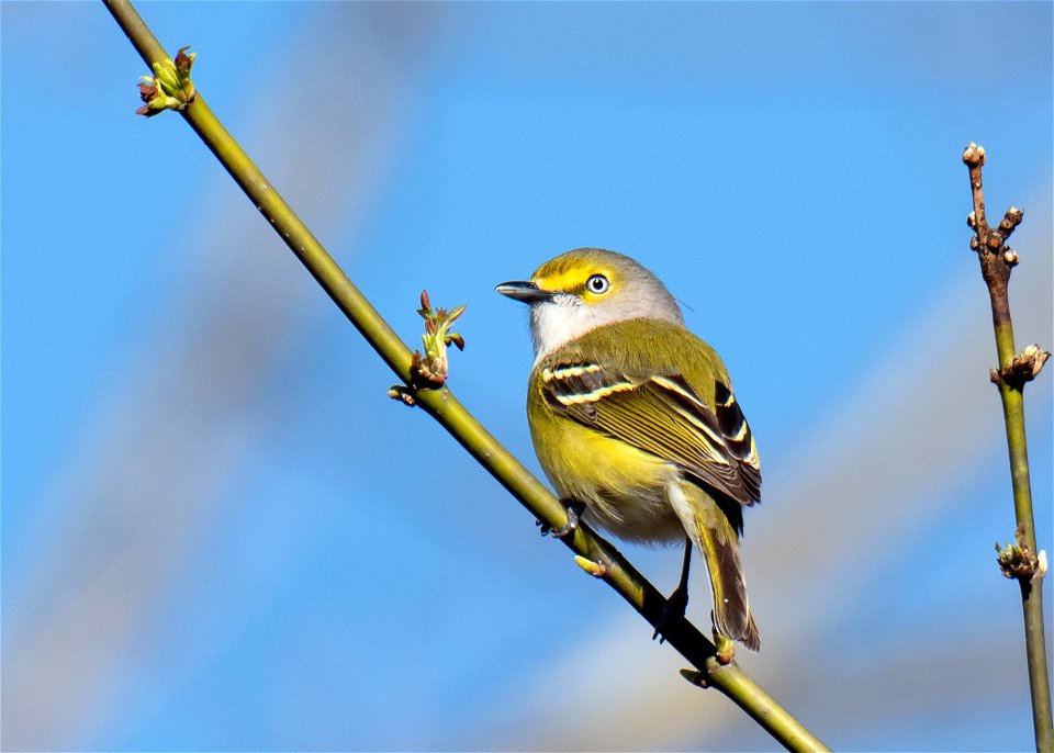 White-Eyed Vireo