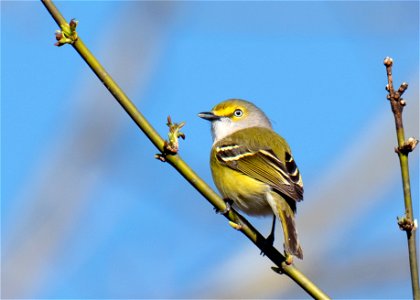 White-Eyed Vireo