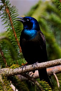 Pretty Grackle showing me the third eyelid photo
