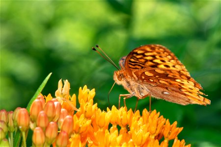 Fritillary Feeding on Butterflyweed photo