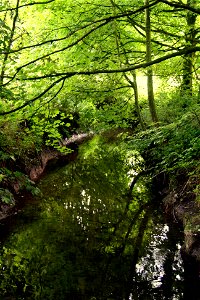 Croxteth Country Park: A pretty stream but a lousy photo photo