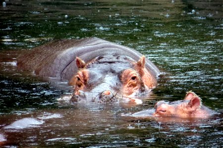 Happy Hippo photo