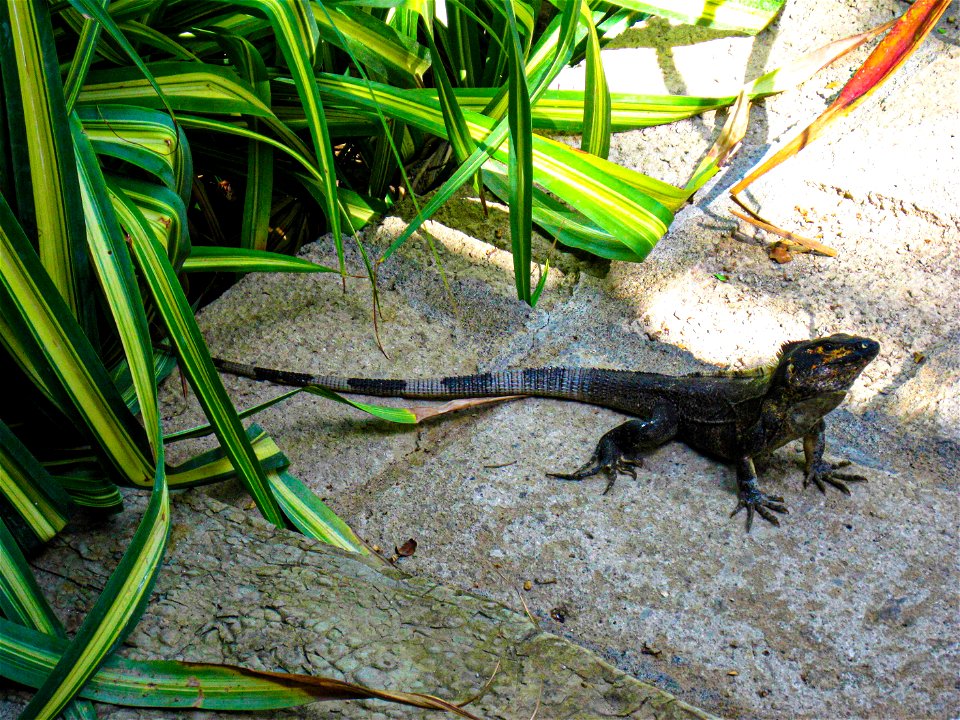 Iguana seen near San Juan del Sur, Nicaragua, in 2013. It is likely a Green Iguana.