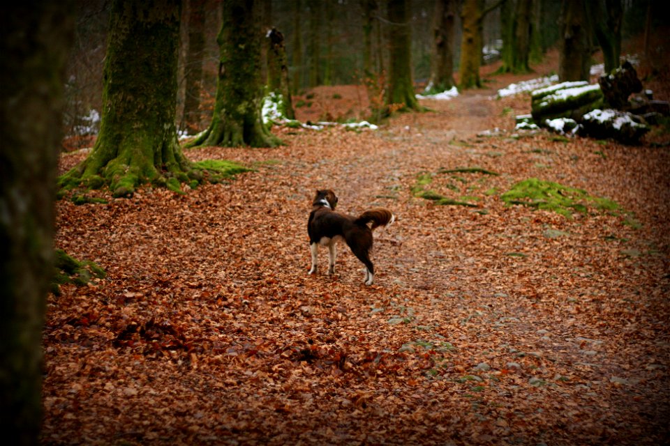 Project 365 #20: 200113 Sheriff's Walkies