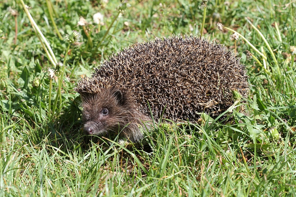 European hedgehog in the grass