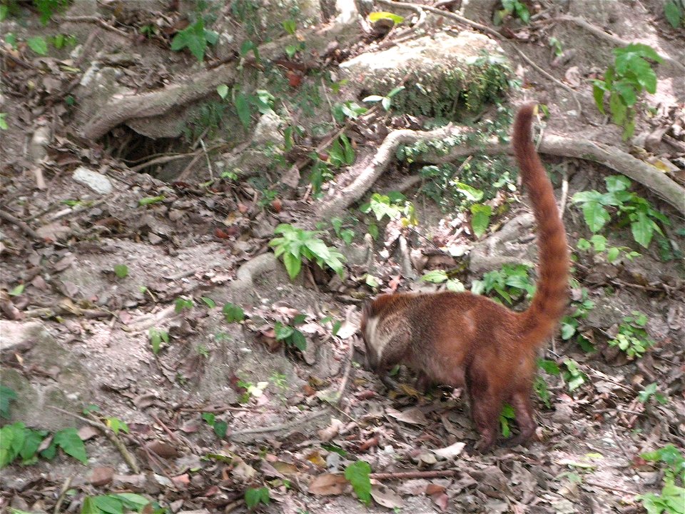 White-Nosed Coati Tikal