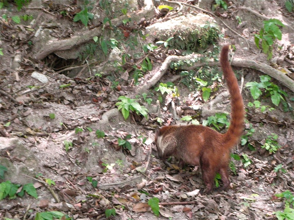 White-Nosed Coati Tikal photo