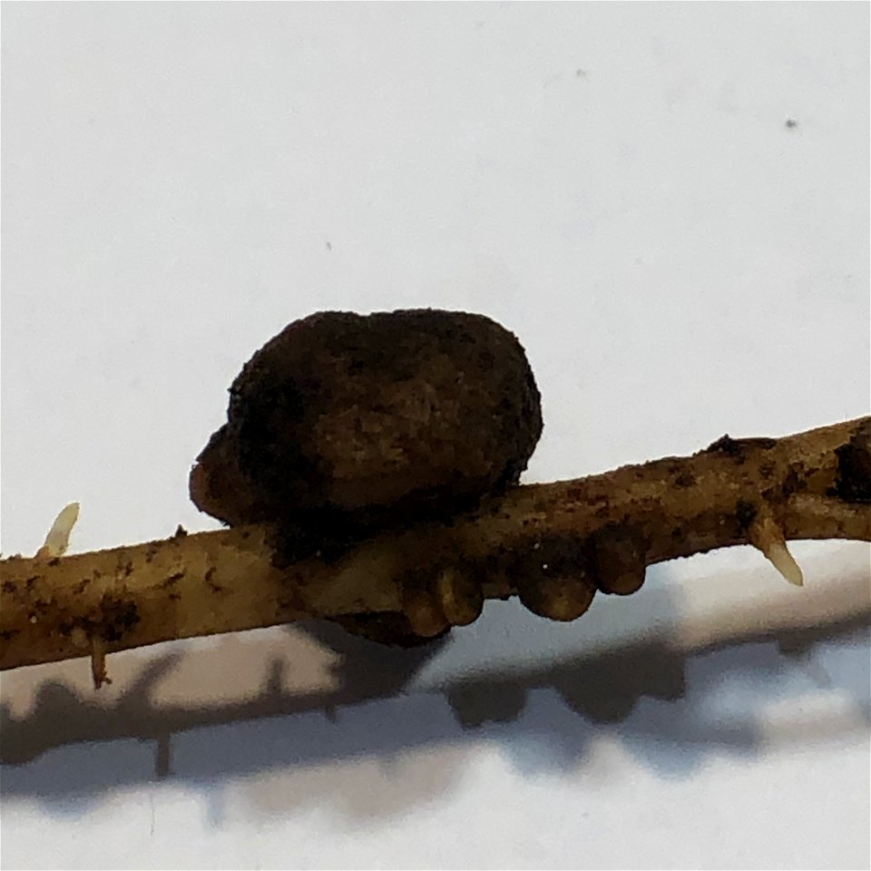 Nitrogen nodule on Lupine root