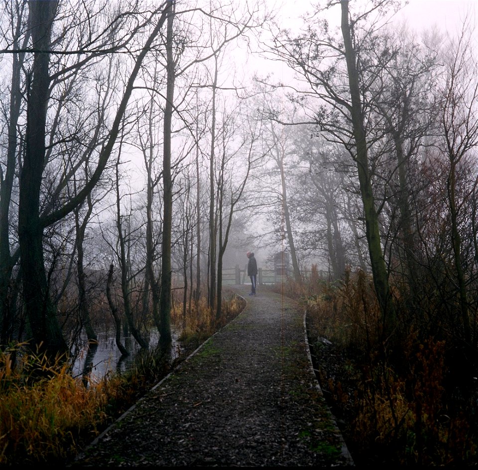 Bidston Moss photo